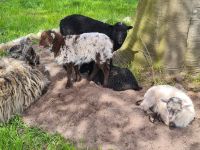 Quessantschafe aus 2024 -Mini Schafe Niedersachsen - Ihlow Vorschau