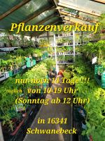 Die ganze Woche Pflanzenverkauf in Schwanebeck Brandenburg - Panketal Vorschau