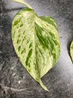 Ableger Steckling epipremnum Marble Queen Grün Weiß Hessen - Taunusstein Vorschau