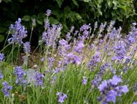 Paket: 7 Sorten 25 Pflanzen: Lavendel Ziergras Sedum gelb+weiß .. Bayern - Thierhaupten Vorschau