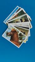 Pferdepostkarten Isländer Pony Nordrhein-Westfalen - Schloß Holte-Stukenbrock Vorschau