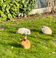 SUCHE: sehr zahmes Kaninchen (männlich kastriert) Hessen - Taunusstein Vorschau