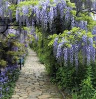 Blauregen Domino 60-80cm - Wisteria floribunda Niedersachsen - Bad Zwischenahn Vorschau