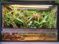 Terrarium Paludarium bepflanzt Sachsen-Anhalt - Halle Vorschau