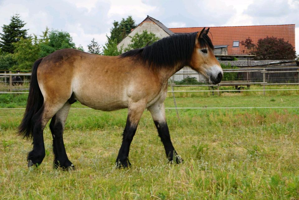 Kaltblut Hengst in Klötze