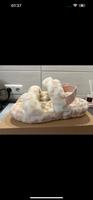 UGG Fluff Yeah Slide Leo - NEU Hessen - Bad Sooden-Allendorf Vorschau