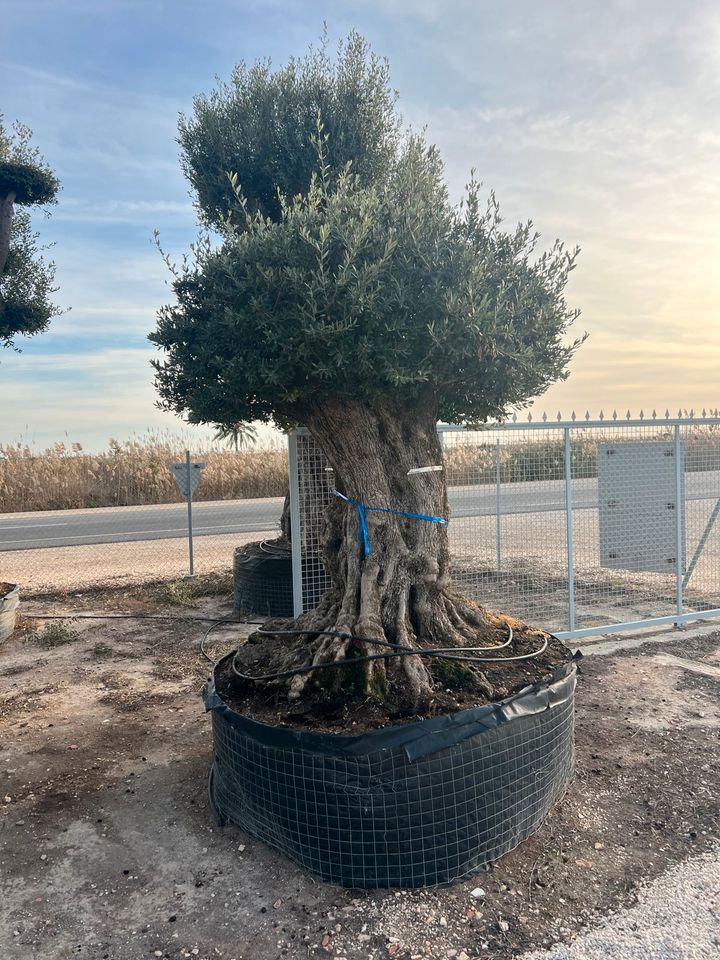 Olea europea winterhart Olivenbaum urig knorrig alt in Altlußheim