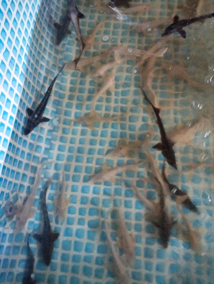 Störe, Teichfische Besatzfische Gartenteich in Gieboldehausen