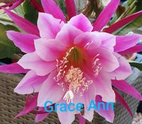 Epiphyllum Grace Ann hat Wurzeln und Seh duftend Hessen - Karben Vorschau