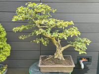 Solitär BONSAI - mächtige, alte Hainbuche - 90*100cm RARITÄT Hessen - Bad Vilbel Vorschau