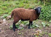 Jura Bock Schafsbock Juraschaf Baden-Württemberg - Durbach Vorschau