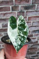 Alocasia Frydek Variegata Nordrhein-Westfalen - Mülheim (Ruhr) Vorschau