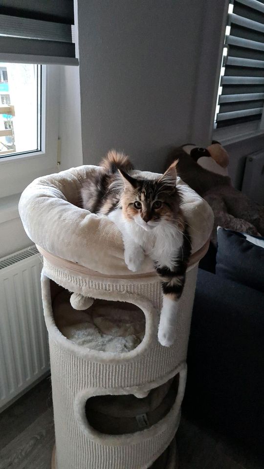 Maine coon in Freiberg