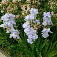 Mehr als 15 Sorten Schwertlilien Iris teilweise auch als Samen Leipzig - Großzschocher Vorschau