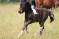 Wunderschönes Shettyfohlen Stute Shetland Pony Herzogtum Lauenburg - Schönberg Vorschau