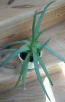 Aloe Vera Pflanze Zimmerpflanze gut bewurzelt über 10 Blätter Leipzig - Großzschocher Vorschau