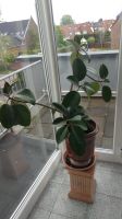 Ficus elastica Gummibaum Nordrhein-Westfalen - Pulheim Vorschau