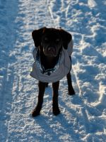 Thermoregenjacke Hund Regen Schnee Thermo Nordrhein-Westfalen - Inden Vorschau