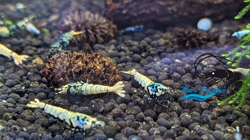 Blue Boa Caridina Garnelen DNZ ( Niers-Garnelen ) in Goch