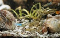 Guppies - Jungtiere 1 EUR / Stück Stuttgart - Weilimdorf Vorschau