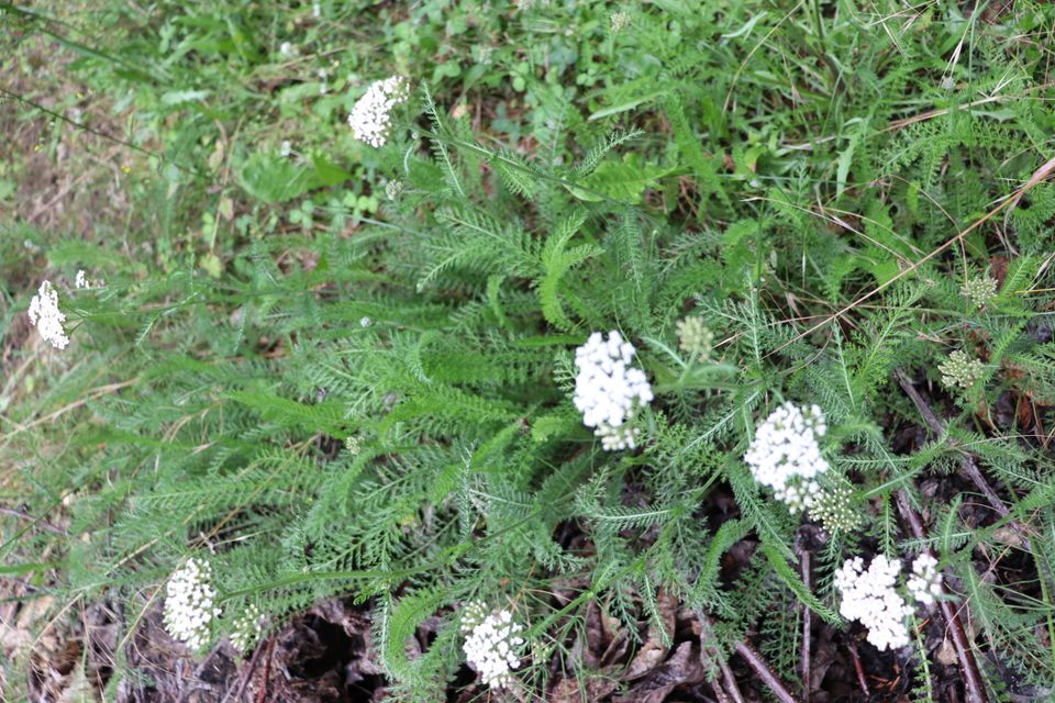 Zitronen-Thymian 'Thymus vulgaris' würzige Kräuter Staude Heilpfl in Beetzendorf