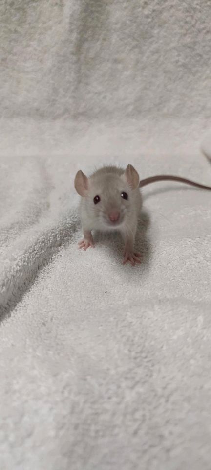 Ratten Babys ❤ aus liebevoller und seriöser Farbrattenzucht ❤ in Dortmund