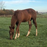 Quarter Horse Fuchs Wallach Jährling Niedersachsen - Clenze Vorschau