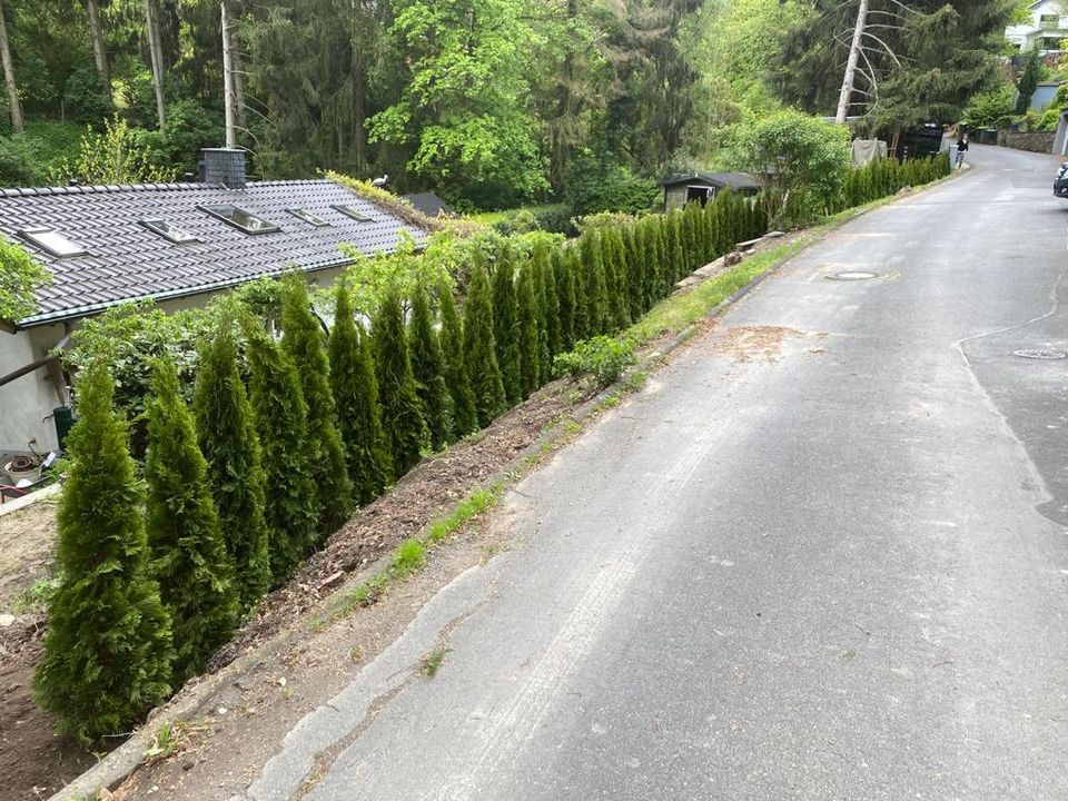 LEBENSBAUM THUJA SMARAGD BRABANT TOP HECKPFLANZEN in Würzburg