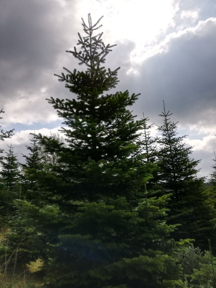 Nordmanntannen ab 2,8 Meter in Selbstwerbung zu verkaufen in Winterberg