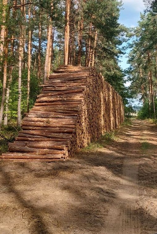 Brennholz Feuerholz Stammholz 45€ Brutto in Oederan