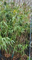 Bambus immergrün winterhart Rhizom Niedersachsen - Wedemark Vorschau