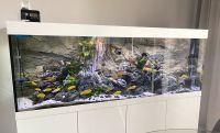 Aquarium inkl. Back-to-nature Rückwand, 200x70x60cm Frankfurt am Main - Sachsenhausen Vorschau