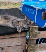 Kater vermisst Mecklenburg-Vorpommern - Toddin Vorschau