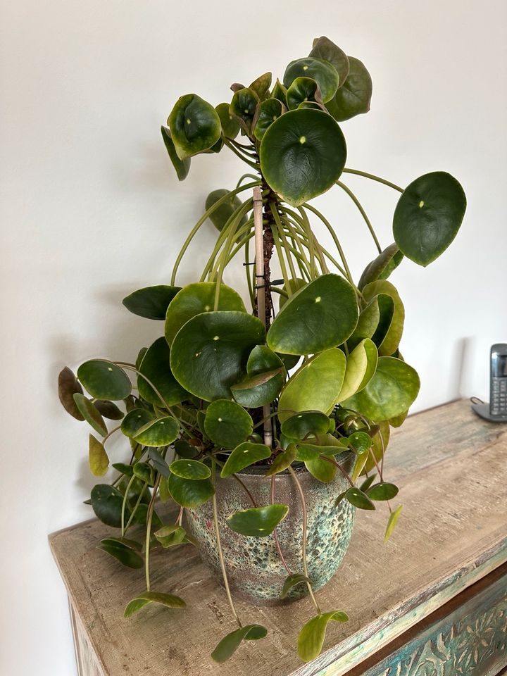 Pilea Peperomioides chinesischer Geldbaum Zimmerpflane Ufo Pflanz in Birkenfeld