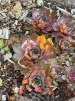 Sempervivum Hauswurz Dachwurz Steingarten 10 Ableger Niedersachsen - Rehburg-Loccum Vorschau