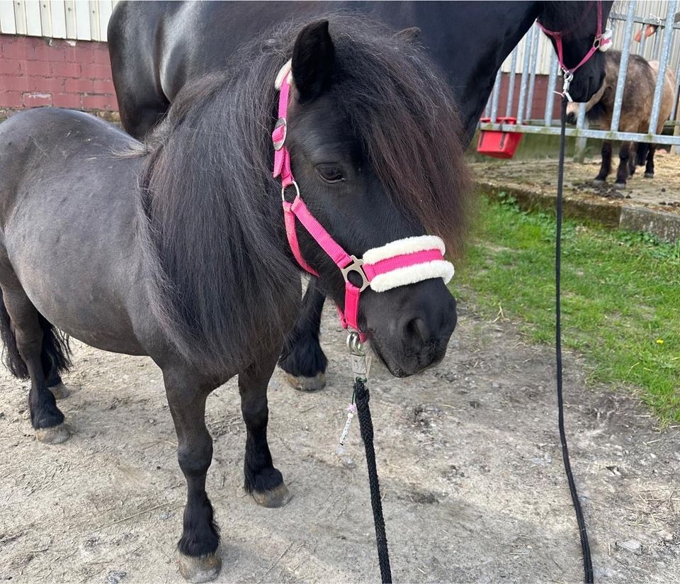 Liebes shetty sucht Reitbeteiligung in Dortmund