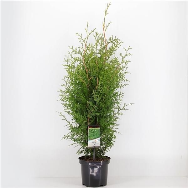 ✅NEU✅ 10 Stk. Lebensbaum Brabant 100-120 cm Thuja Heckenpflanze 7 in München