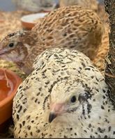 Wachteln Hennen und Küken aus privater hobbyzucht Baden-Württemberg - Eigeltingen Vorschau