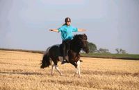 Reitbeteiligung auf Isländer Wallach Brandenburg - Ludwigsfelde Vorschau