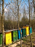 Bienen, Bienenvölker, DNM Nordrhein-Westfalen - Merzenich Vorschau