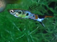 Black Endler Guppys Niedersachsen - Hespe Vorschau