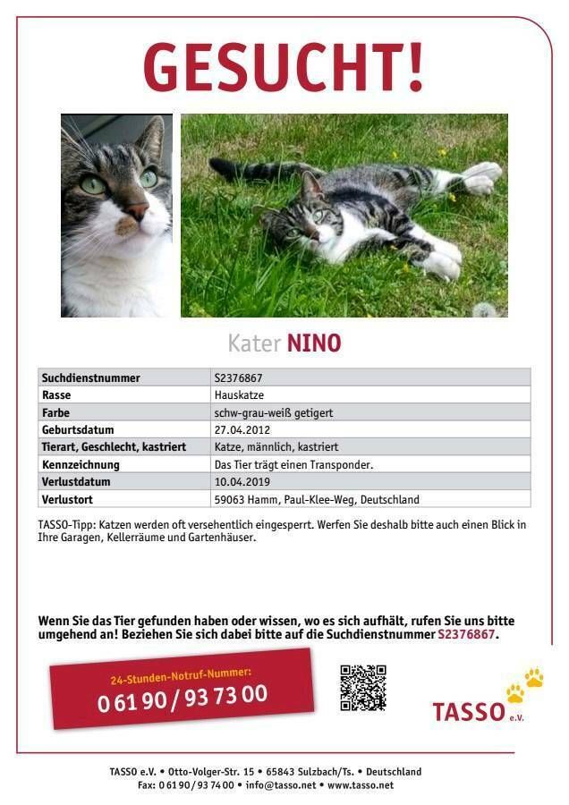 Unser Kater / Katze Nino wird schmerzlichst vermisst :( in Hamm