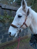 Glücksrad Zaum von Equimero Warmblut Gebisslos Rheinland-Pfalz - Heltersberg Vorschau