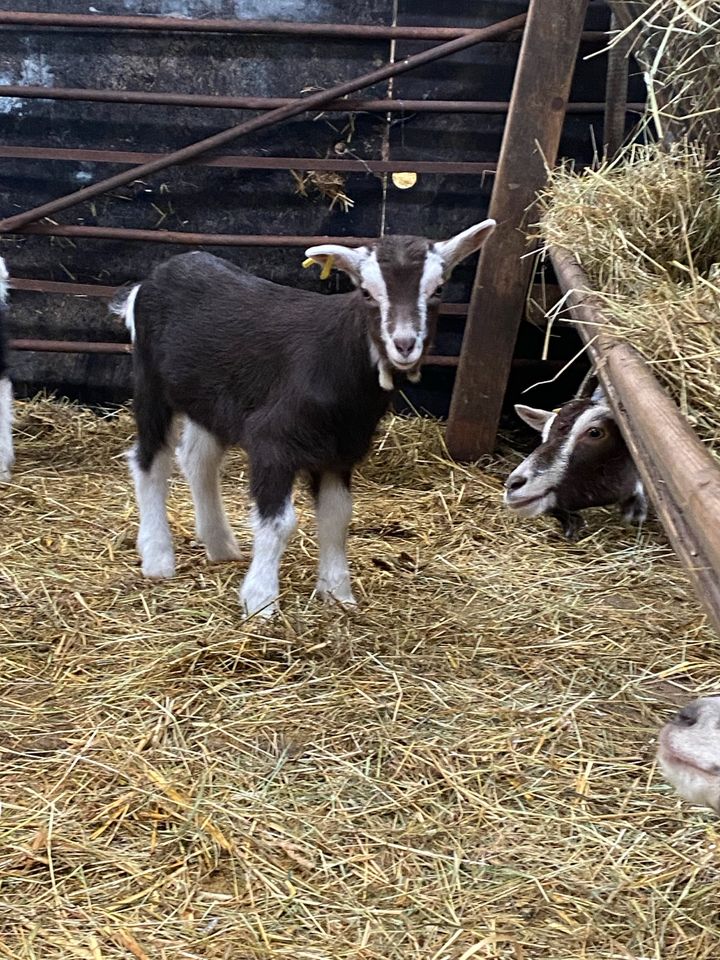 Thüringer Waldziegen Böcke in Dingelstädt