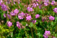 Geranium cantabrigiense `Berggarten` Storchschnabel ab 2,20€ Bayern - Bayreuth Vorschau