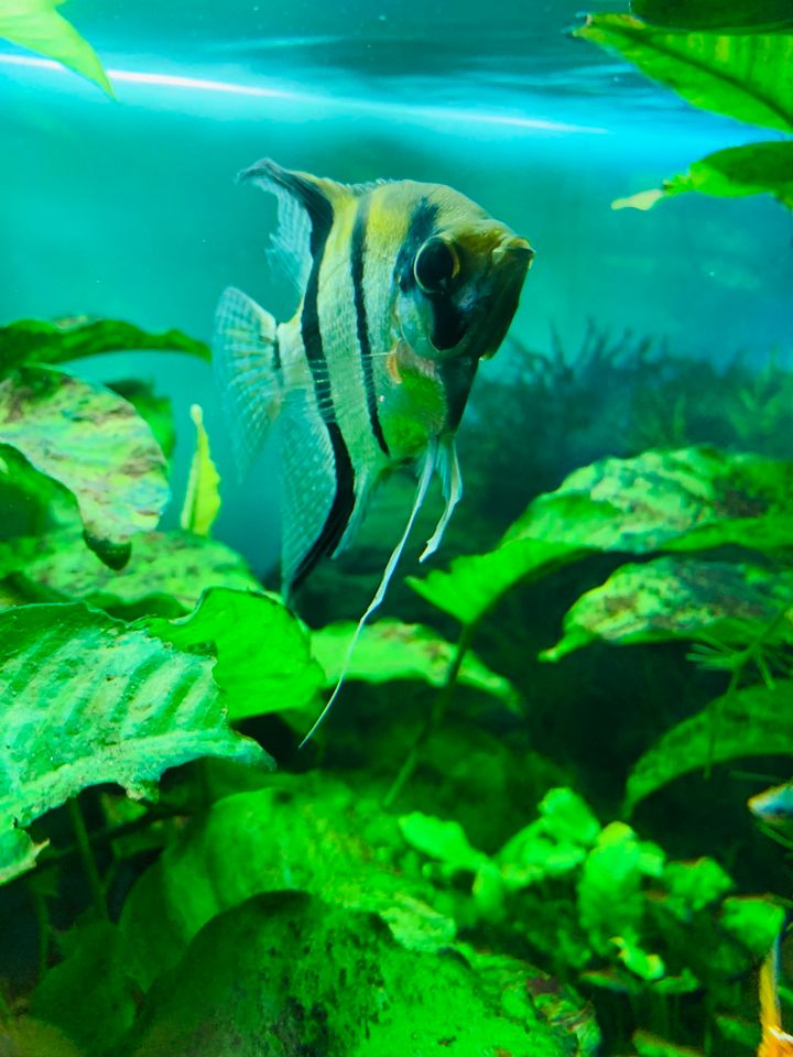Aquarium inkl. Pflanzen und Fischen abzugeben in Kassel