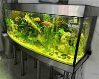 Luxus Edelstahl Aquarium Komplett inkl. Malawi Barsche Welse usw Nordrhein-Westfalen - Recklinghausen Vorschau