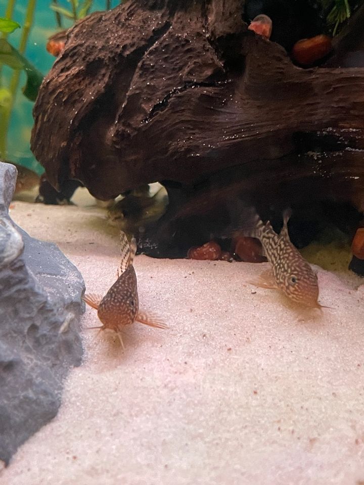 Panzerwelse Corydoras Sterbai Orangeflossenpanzerwels in Emstek