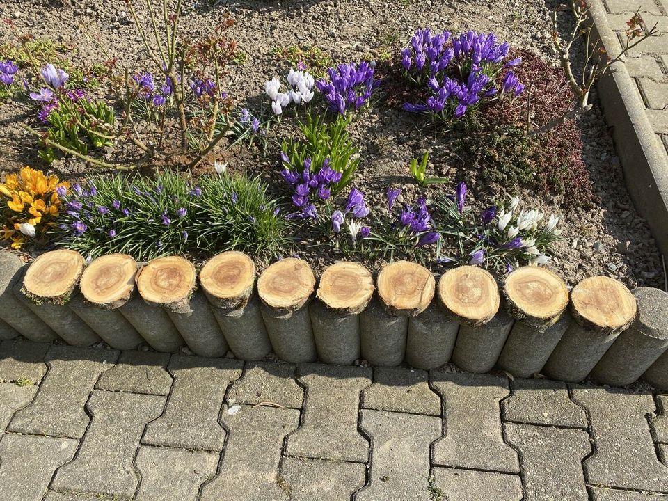 Holz - Baumscheiben mit dunklem Kern von einem Apfelbaum in Schlema