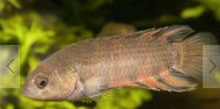Microctenopoma ansorgii - Orange-Buschfisch , Fische, Aquarium Nordrhein-Westfalen - Grevenbroich Vorschau